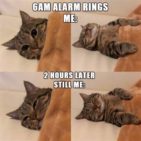 big cat coffee memes|71 Hilarious Cat Memes You Will Laugh at Every Time